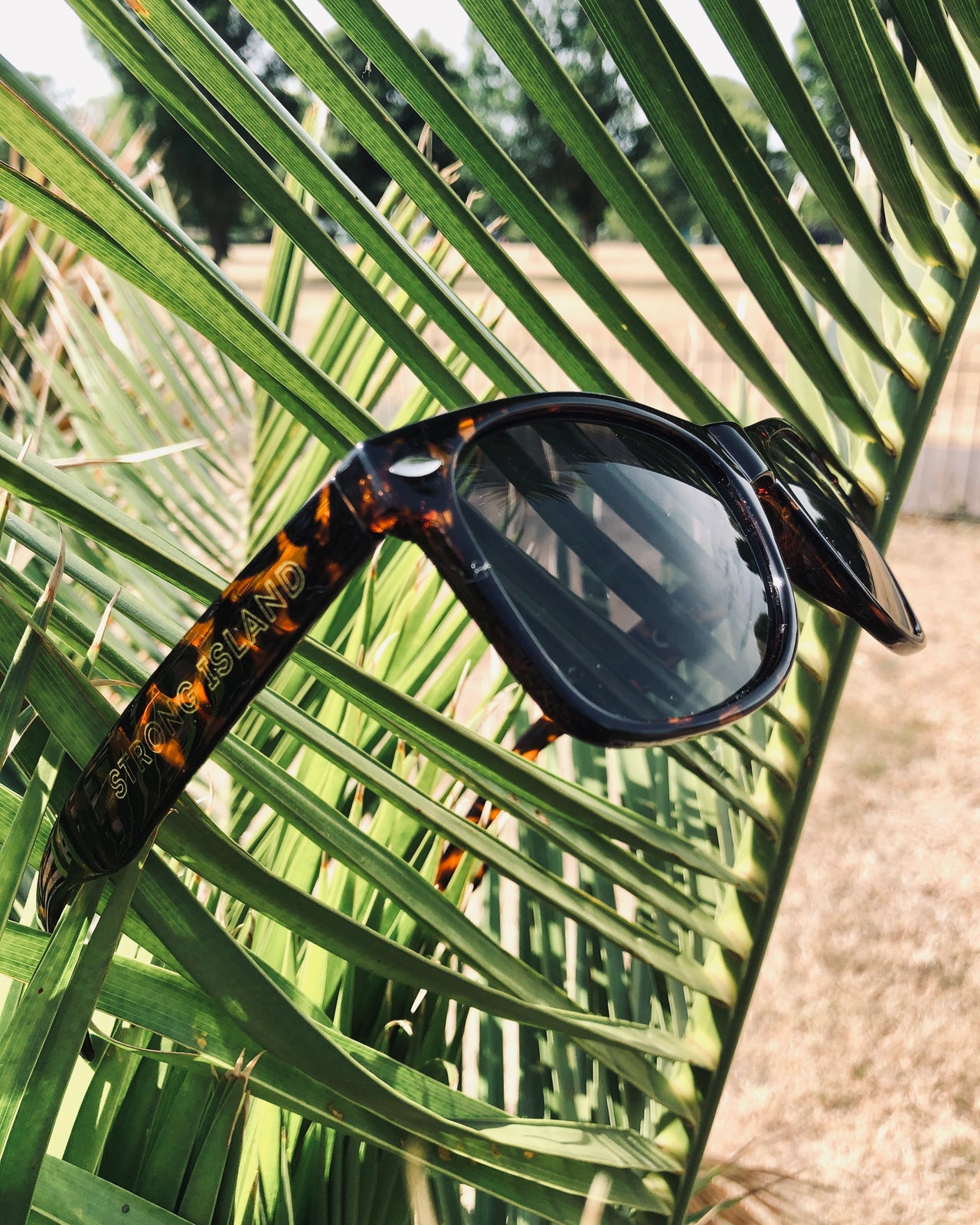 Strong Co // Tortoiseshell Sunglasses